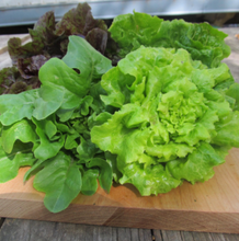 Load image into Gallery viewer, Little Gem Lettuce Mix Seeds (Certified Organic) - Indie Indie Bang! Bang!