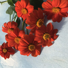 Load image into Gallery viewer, Torch Tithonia Seeds (Certified Organic) - Indie Indie Bang! Bang!