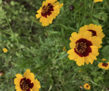Load image into Gallery viewer, Pollinator Petal Patch Seeds - Indie Indie Bang! Bang!