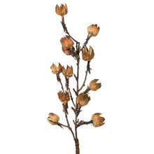 Load image into Gallery viewer, Cotton Pod Botanical Stem - Indie Indie Bang! Bang!