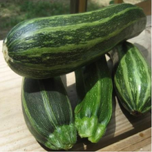 Load image into Gallery viewer, Cocozelle Zucchini Seeds