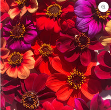 Load image into Gallery viewer, Bishop&#39;s Children Dahlia Seeds (Certified Organic)