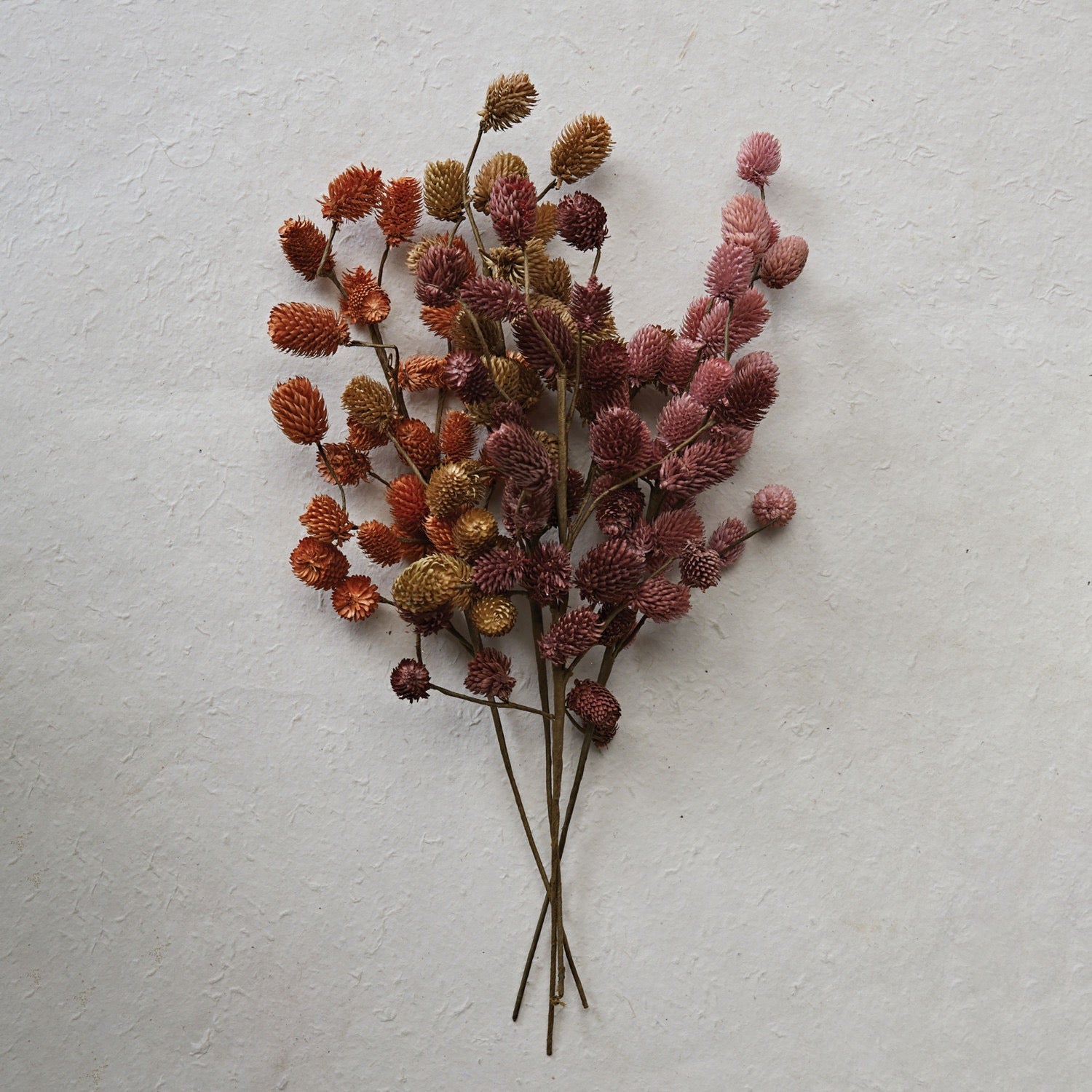 Natural Dried Thistle