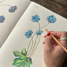 Load image into Gallery viewer, John Derian Colouring Book: Flowers