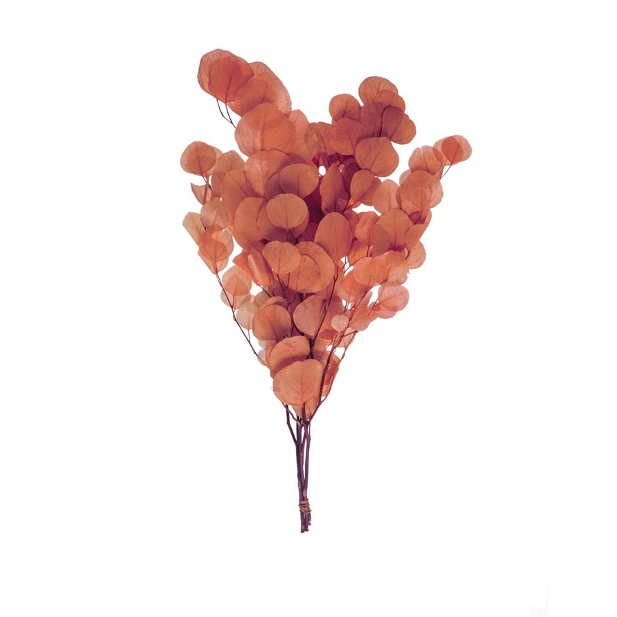 Dried Natural Eucalyptus Bunch - Salmon Color