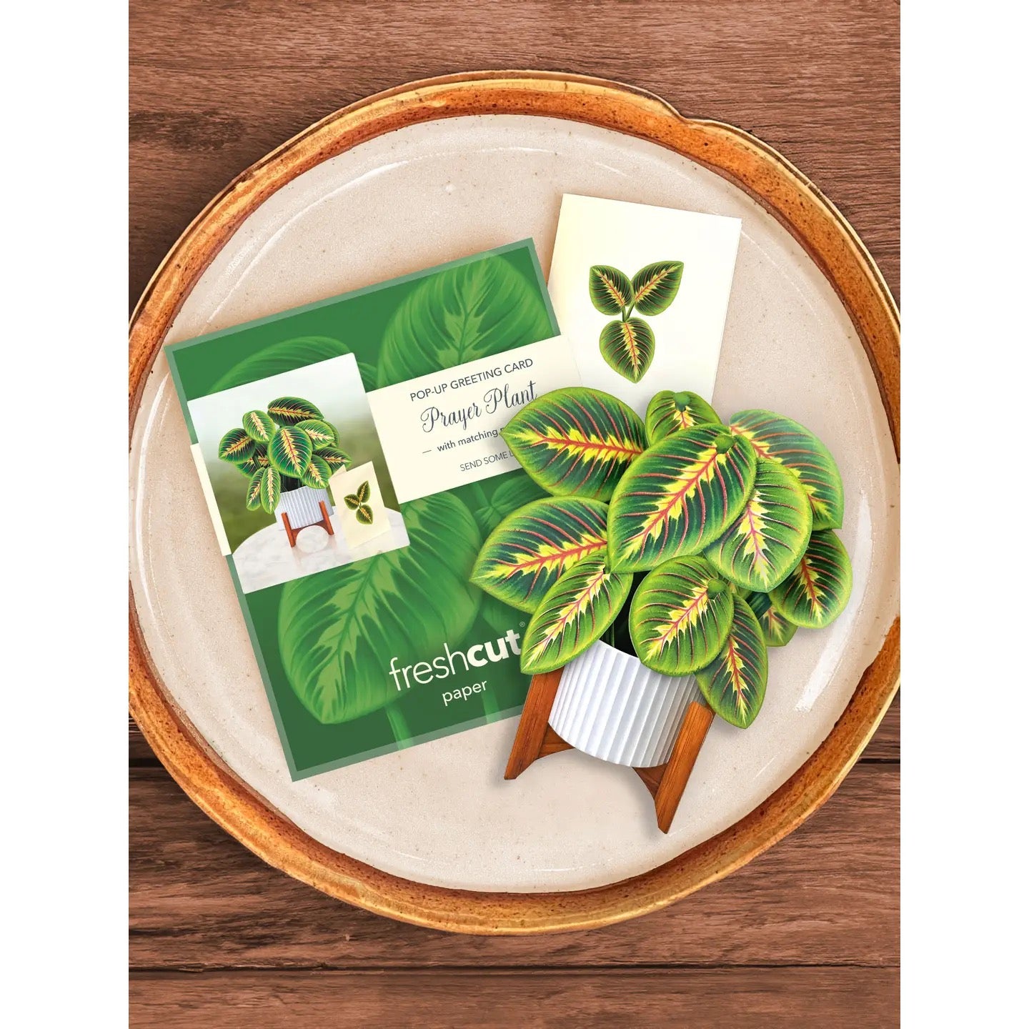 send prayer plant Mini Prayer Plant