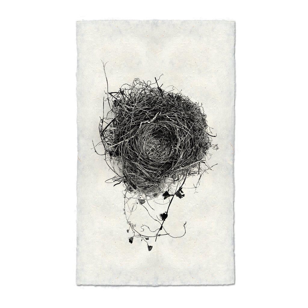 Large Nest Study #3