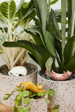 Load image into Gallery viewer, Curious Cat Plant Sticks - Indie Indie Bang! Bang!