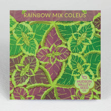 Load image into Gallery viewer, Rainbow Mix Coleus - Indie Indie Bang! Bang!