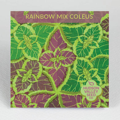 Rainbow Mix Coleus - Indie Indie Bang! Bang!