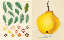 Load image into Gallery viewer, John Derian Sticker Book - Indie Indie Bang! Bang!