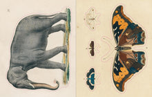 Load image into Gallery viewer, John Derian Sticker Book - Indie Indie Bang! Bang!