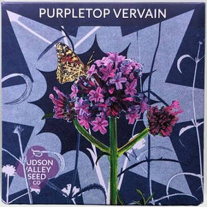 Purpletop Vervain Seeds - Indie Indie Bang! Bang!