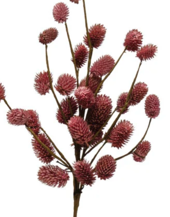Natural Dried Thistle - Thumbnail 2