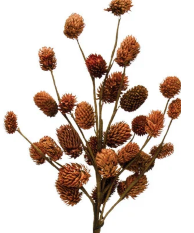 Natural Dried Thistle - Thumbnail 5