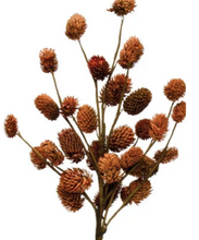 Load image into Gallery viewer, Natural Dried Thistle - Indie Indie Bang! Bang!