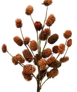 Natural Dried Thistle - Indie Indie Bang! Bang!