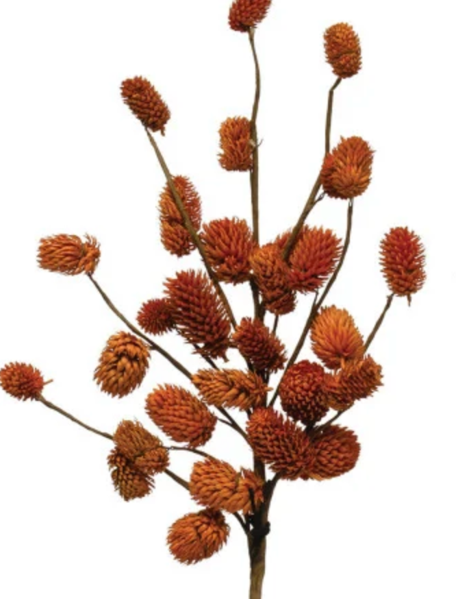 Natural Dried Thistle - Thumbnail 3