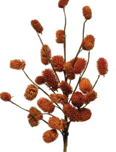 Natural Dried Thistle - Indie Indie Bang! Bang!