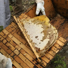 Load image into Gallery viewer, Amber Woodland Honey - Single Origin Raw Unrefined Honey - Indie Indie Bang! Bang!