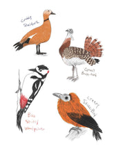 Load image into Gallery viewer, The Field Guide to Dumb Birds Sticker Book: 100+ Stickers of the Dumbest Birds