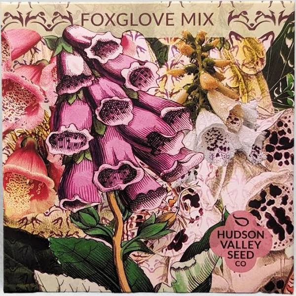 Foxglove Mix Seeds - Indie Indie Bang! Bang!