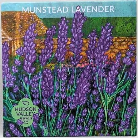 Munstead Lavender Seeds