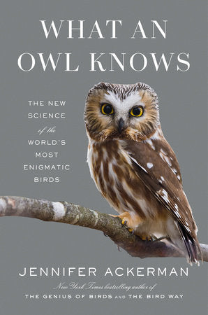 What An Owl Knows - Indie Indie Bang! Bang!