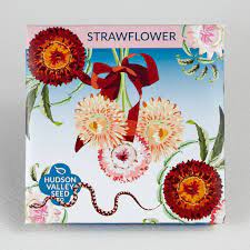 Strawflower Seeds - Indie Indie Bang! Bang!