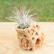 Load image into Gallery viewer, Cholla Wood Containers - Indie Indie Bang! Bang!