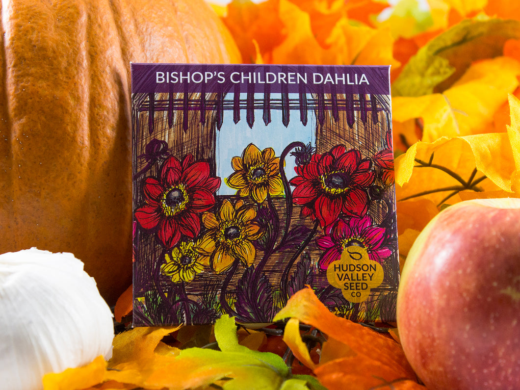 Bishop's Children Dahlia - Indie Indie Bang! Bang!