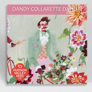 Dandy Collarette Dahlia - Indie Indie Bang! Bang!