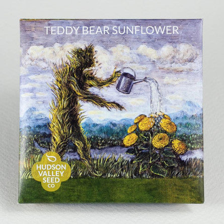 Teddy Bear Sunflower Seeds - Indie Indie Bang! Bang!