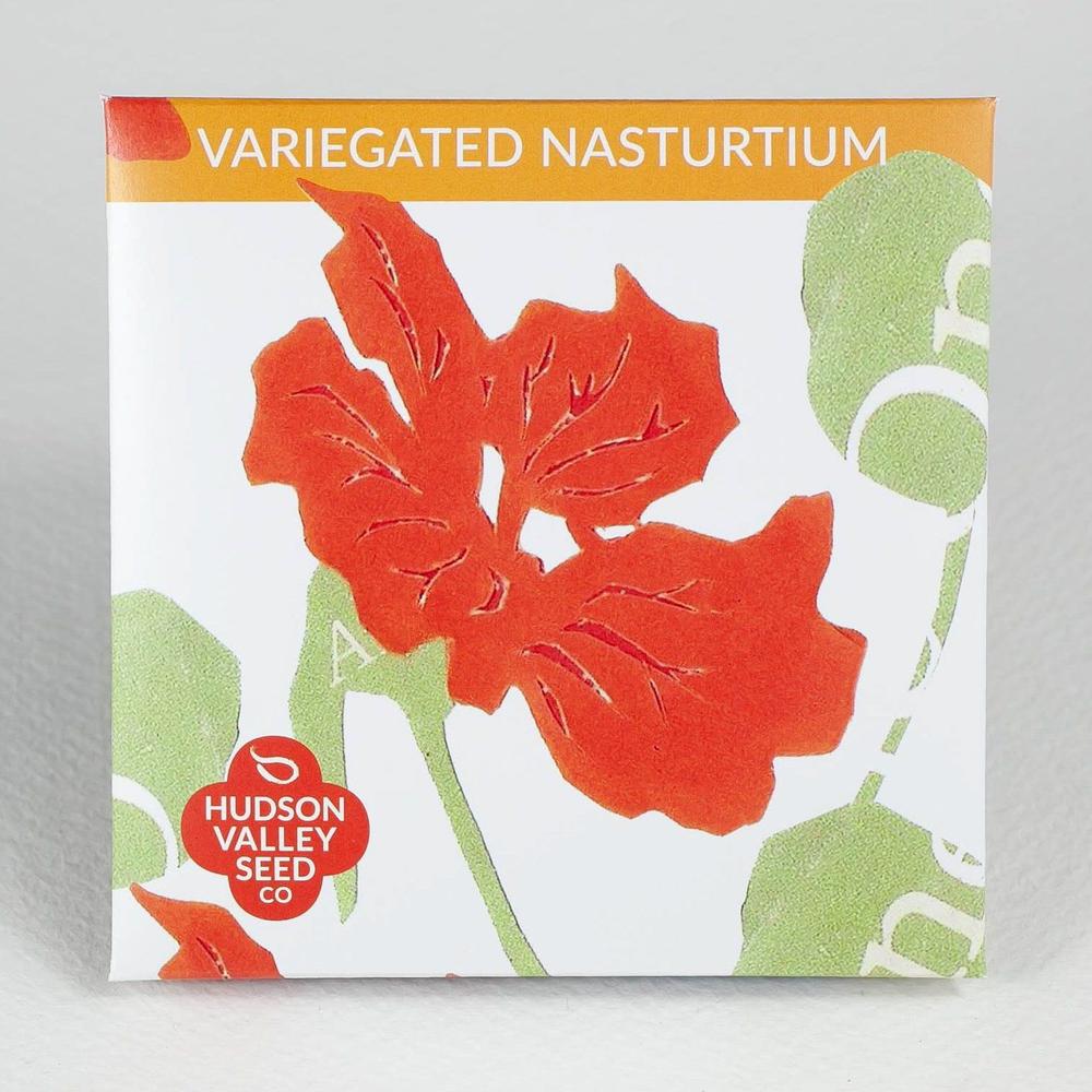 Variegated Nasturtium - Indie Indie Bang! Bang!