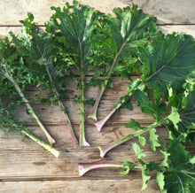 Load image into Gallery viewer, All Stars Kale Mix Seeds - Indie Indie Bang! Bang!