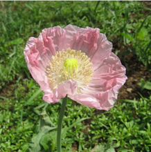 Load image into Gallery viewer, Breadseed Poppy Mix Seeds (Certified Organic) - Indie Indie Bang! Bang!