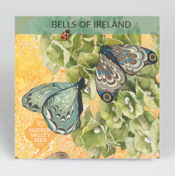 Bells of Ireland Seeds - Indie Indie Bang! Bang!