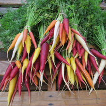 Load image into Gallery viewer, Kaleidoscope Carrot Seeds (Certified Organic) - Indie Indie Bang! Bang!