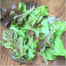 Load image into Gallery viewer, Metta Lettuce Mix Seeds (Certified Organic) - Indie Indie Bang! Bang!