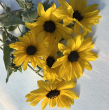 Load image into Gallery viewer, Silverleaf Sunflower Seeds (Certified Organic) - Indie Indie Bang! Bang!