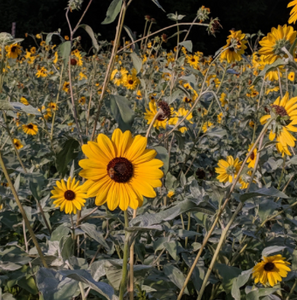Silverleaf Sunflower Seeds (Certified Organic) - Indie Indie Bang! Bang!