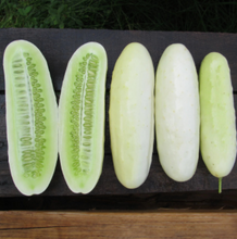 Load image into Gallery viewer, Silver Slicer Cucumber Seeds (Certified Organic) - Indie Indie Bang! Bang!