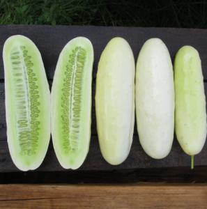 Silver Slicer Cucumber Seeds (Certified Organic) - Indie Indie Bang! Bang!
