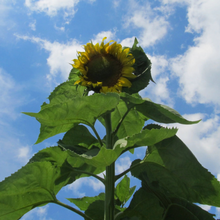 Load image into Gallery viewer, Skyscraper Sunflower Seeds (Certified Organic) - Indie Indie Bang! Bang!