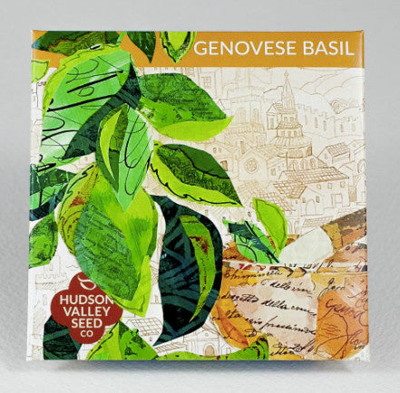 Genovese Basil Seeds - Indie Indie Bang! Bang!