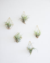 Load image into Gallery viewer, Hanging Wall Sconce - Indie Indie Bang! Bang!