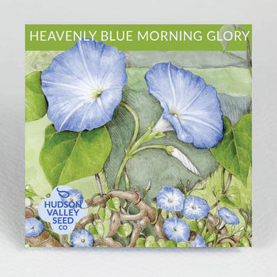 Heavenly Blue Morning Glory Seeds - Indie Indie Bang! Bang!