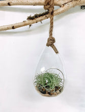 Load image into Gallery viewer, Hanging Terrarium - Indie Indie Bang! Bang!