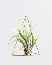 Load image into Gallery viewer, Hanging Wall Sconce - Indie Indie Bang! Bang!