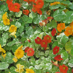 Variegated Nasturtium - Indie Indie Bang! Bang!